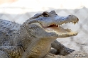 Everglades - Part 1